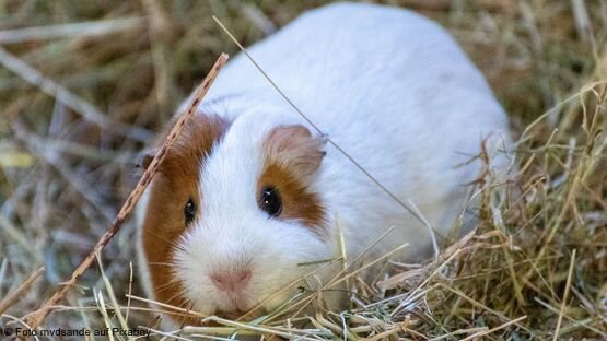 Anzeichen hamster stirbt Wer weiß